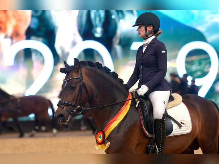 German Riding Pony Stallion Brown in Bochum