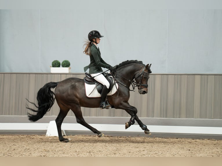 German Riding Pony Stallion Brown in Lindlar
