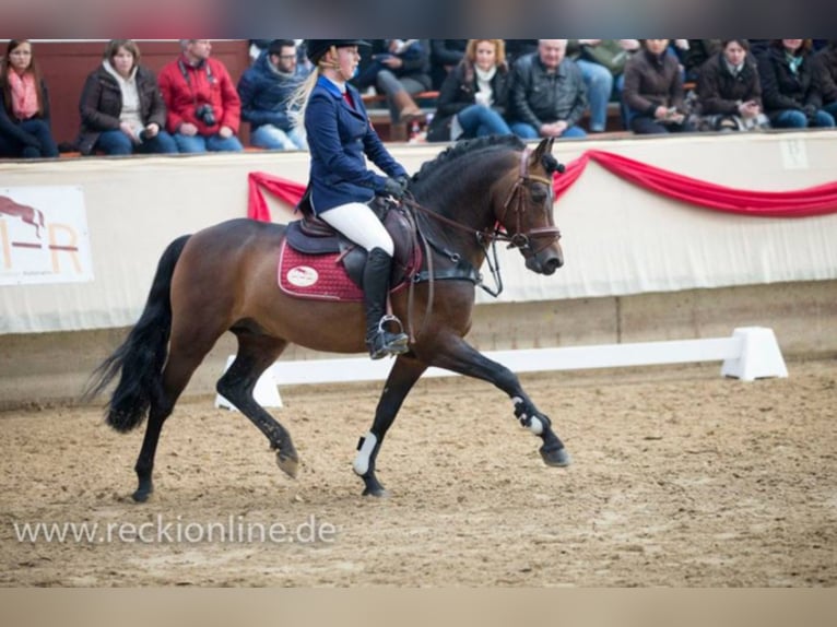 German Riding Pony Stallion Brown in Marl