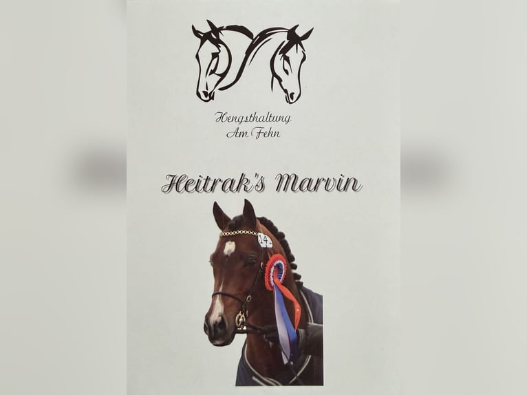 German Riding Pony Stallion Brown in Ihlow