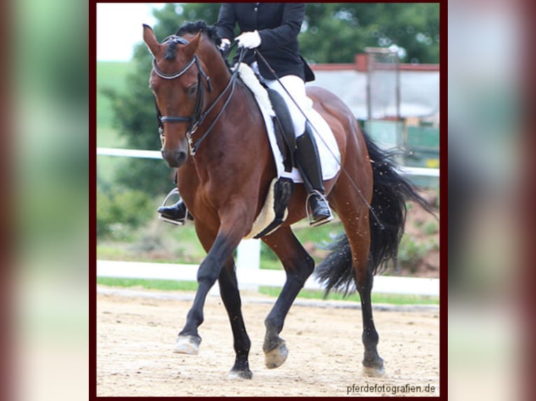 German Riding Pony Stallion Brown in Zweibr&#xFC;cken