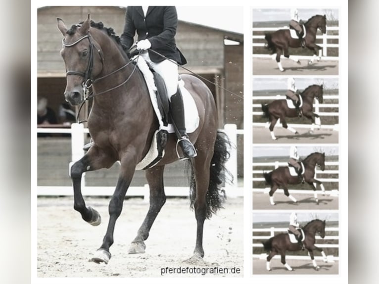 German Riding Pony Stallion Brown in Zweibr&#xFC;cken