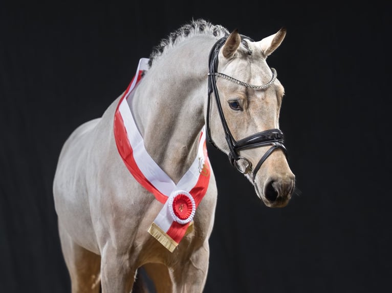 German Riding Pony Stallion Buckskin in Bedburg