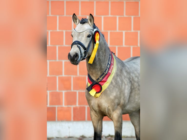 German Riding Pony Stallion Buckskin in Lippetal