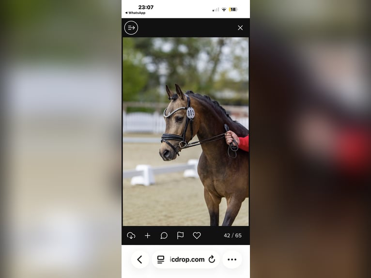 German Riding Pony Stallion Buckskin in Achim