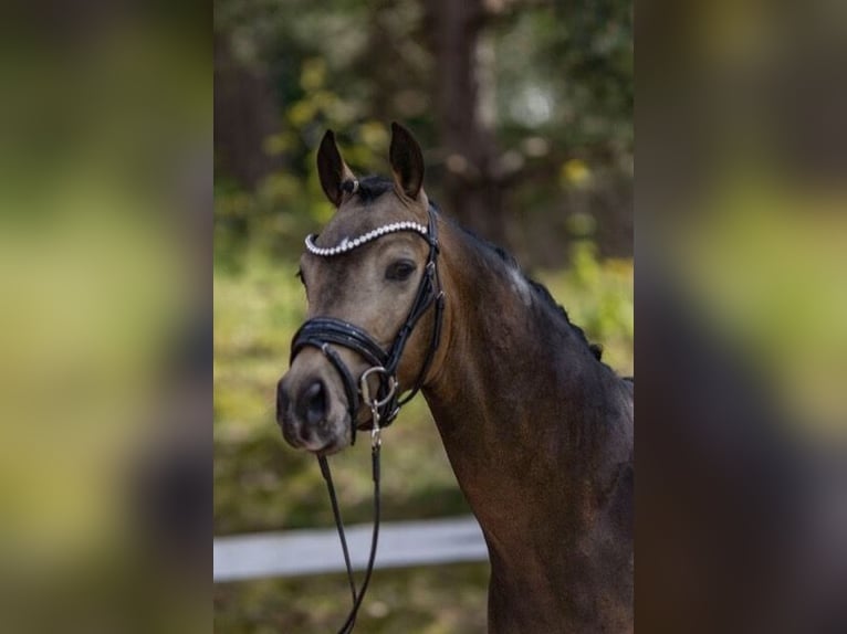 German Riding Pony Stallion Buckskin in Achim