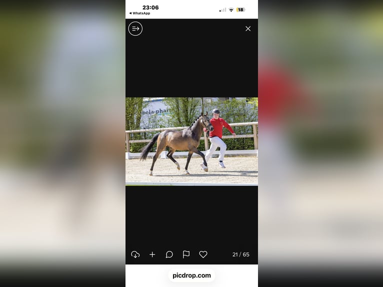 German Riding Pony Stallion Buckskin in Achim