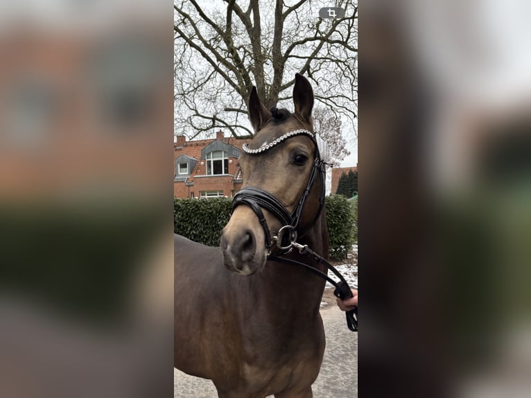 German Riding Pony Stallion Buckskin in Achim