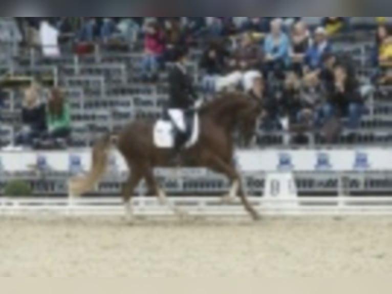 German Riding Pony Stallion Chestnut in Bedburg