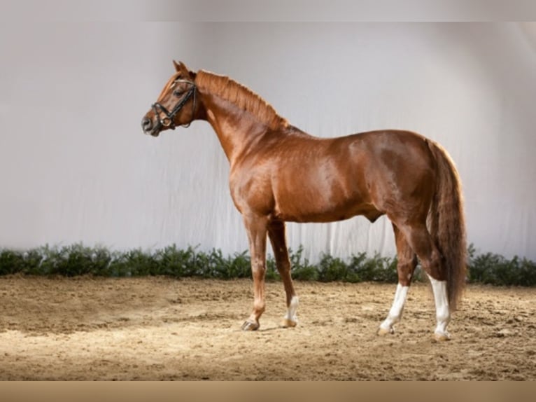 German Riding Pony Stallion Chestnut-Red in Bedburg