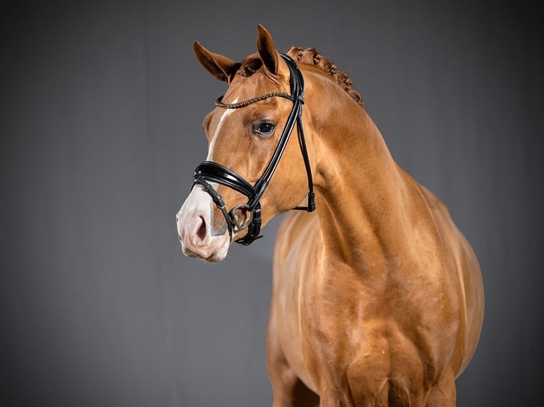 German Riding Pony Stallion Chestnut-Red in Bedburg