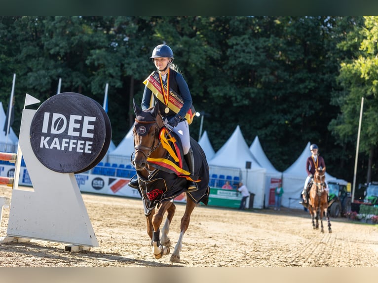German Riding Pony Stallion Chestnut-Red in Coesfeld