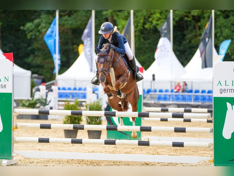 German Riding Pony Stallion Chestnut-Red in Coesfeld