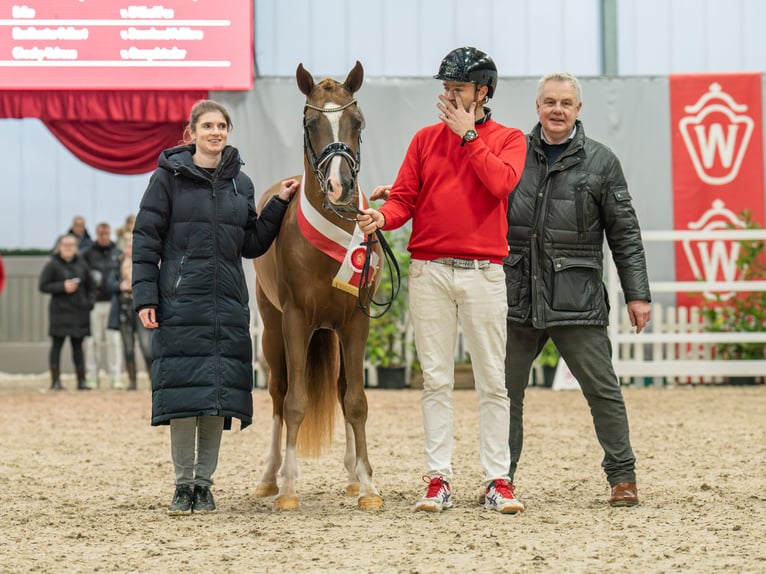 German Riding Pony Stallion Chestnut-Red in Bochum