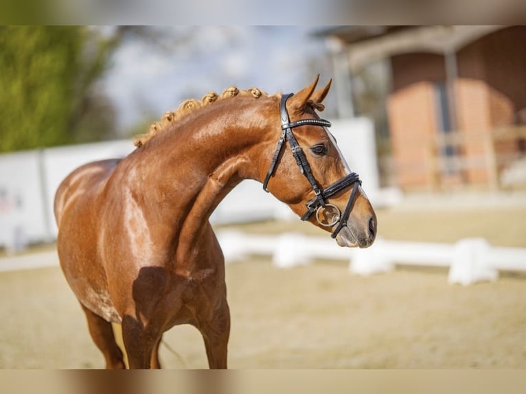 German Riding Pony Stallion Chestnut-Red in Esens