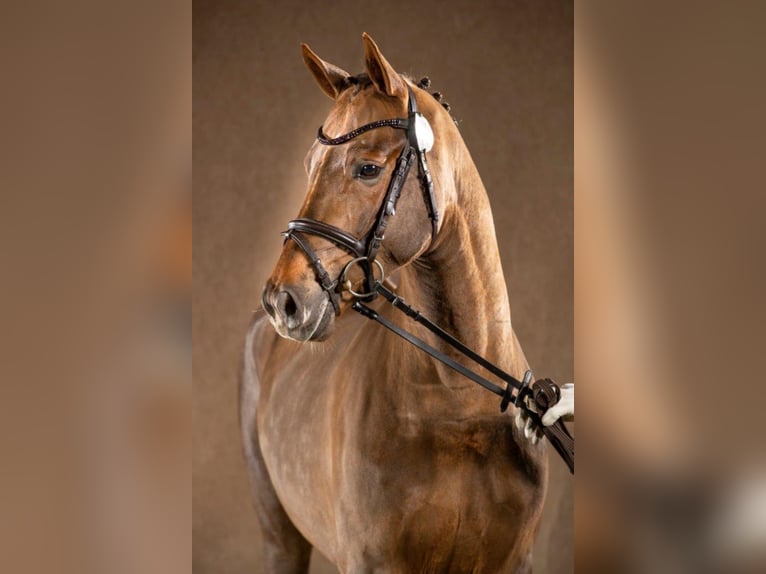 German Riding Pony Stallion Chestnut in Lastrup
