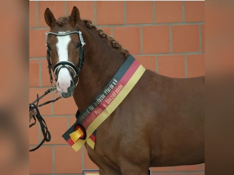 German Riding Pony Stallion Chestnut in Ascheberg