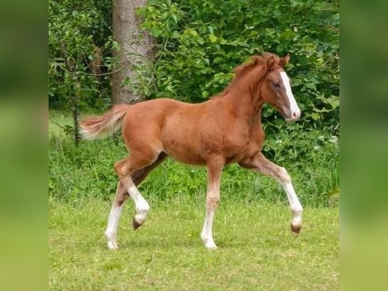 German Riding Pony Stallion Chestnut in Ascheberg