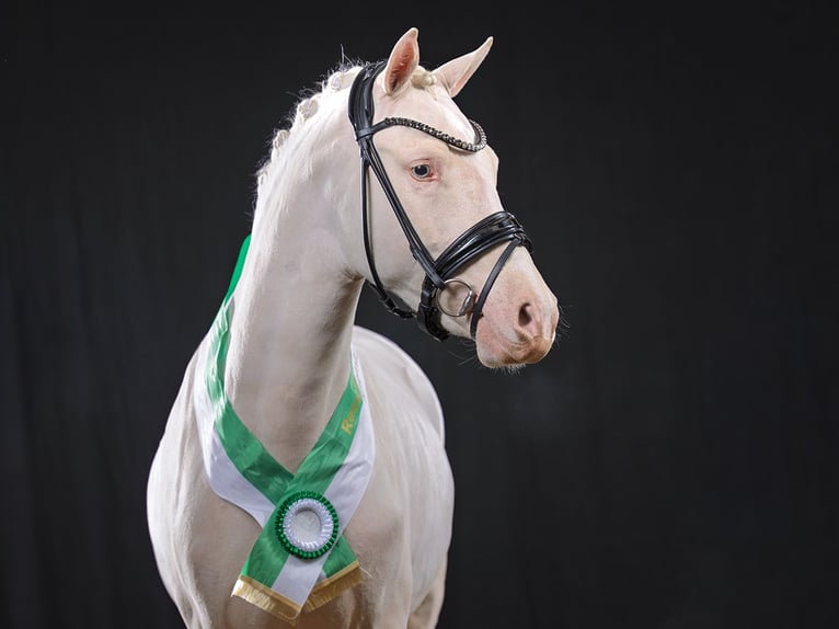 German Riding Pony Stallion Cremello in Bedburg