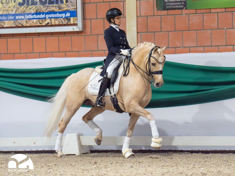 German Riding Pony Stallion in Bedburg