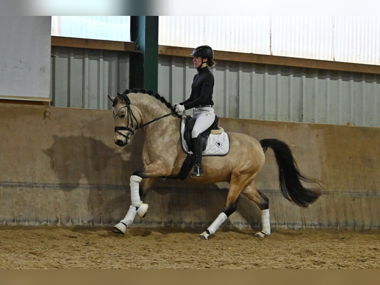 German Riding Pony Stallion in Lippetal