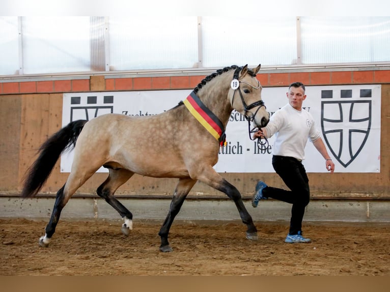 German Riding Pony Stallion in Lippetal