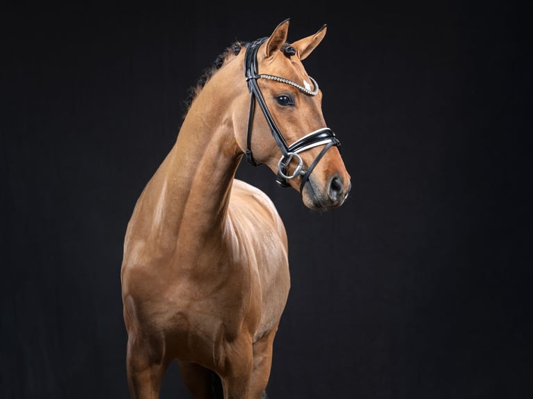 German Riding Pony Stallion Dun in Bedburg