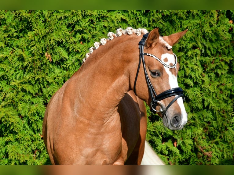 German Riding Pony Stallion Dun in Lippetal
