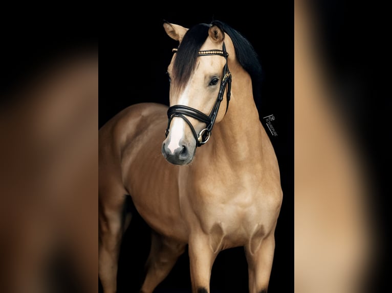 German Riding Pony Stallion Dun in Goch