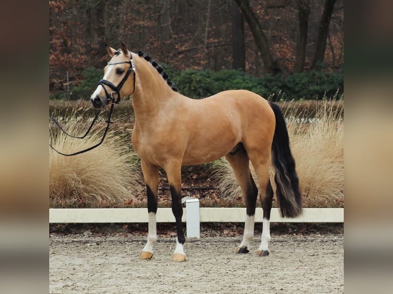 German Riding Pony Stallion Dun in Goch