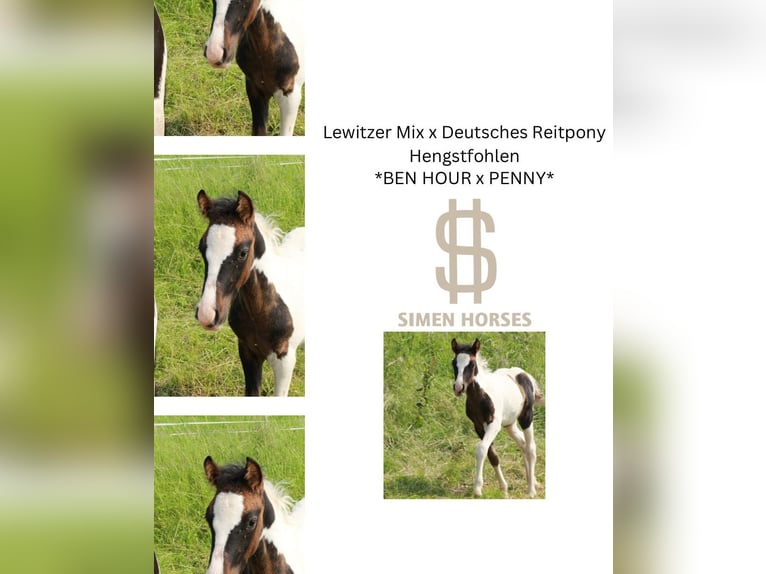 German Riding Pony Mix Stallion Foal (04/2025) 13,2 hh Pinto in Steinen