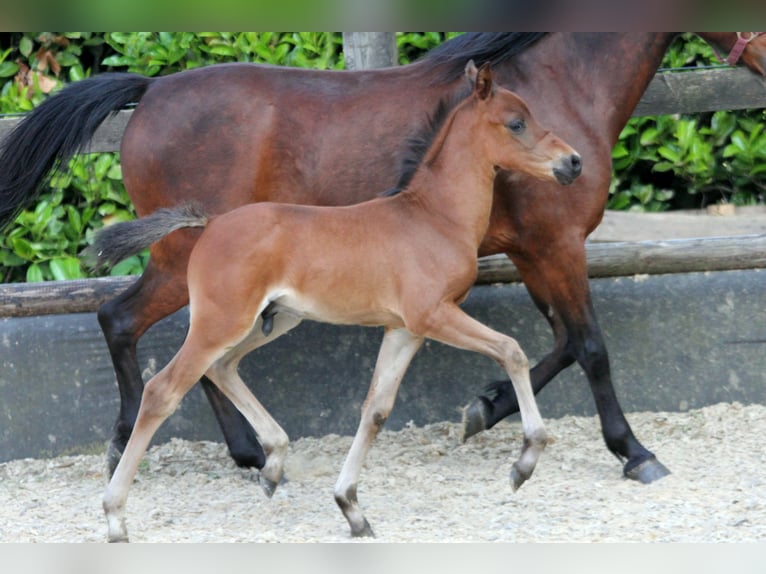 German Riding Pony Stallion Foal (04/2024) 14,1 hh Brown in Klein Meckelsen