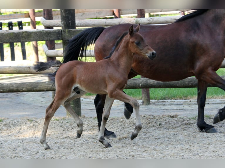 German Riding Pony Stallion Foal (04/2024) 14,1 hh Brown in Klein Meckelsen