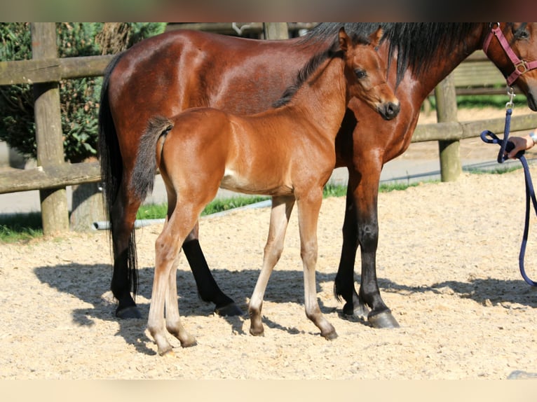 German Riding Pony Stallion Foal (04/2024) 14,1 hh Brown in Klein Meckelsen