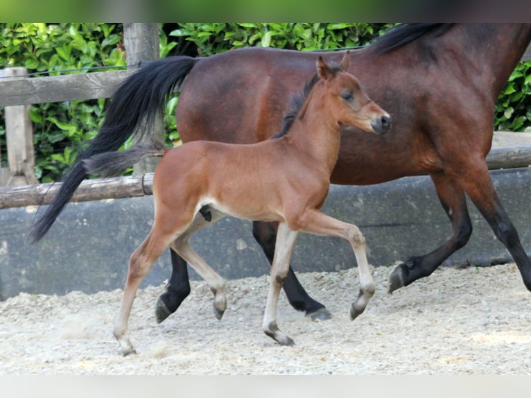 German Riding Pony Stallion Foal (04/2024) 14,1 hh Brown in Klein Meckelsen