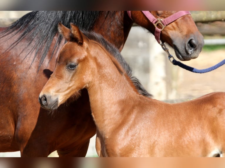 German Riding Pony Stallion Foal (04/2024) 14,1 hh Brown in Klein Meckelsen