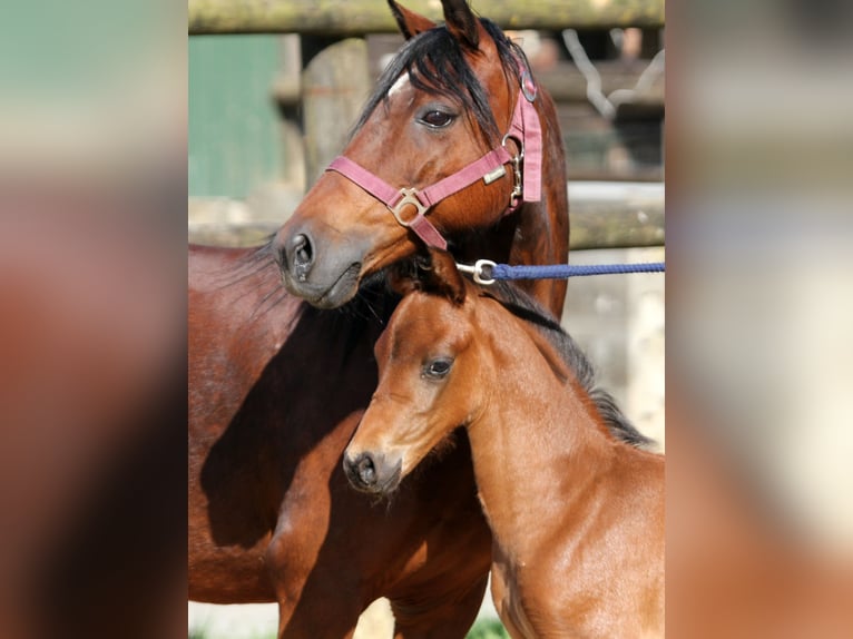 German Riding Pony Stallion Foal (04/2024) 14,1 hh Brown in Klein Meckelsen