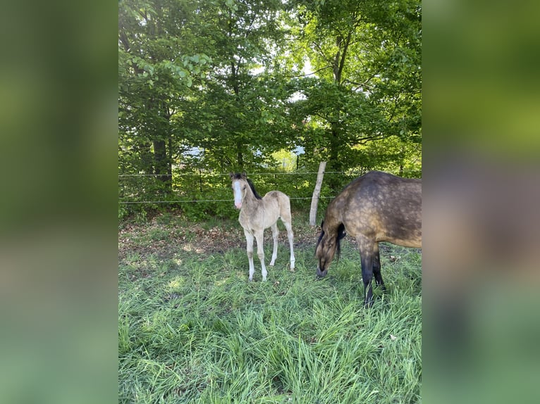 German Riding Pony Stallion Foal (01/2026) 14.1 hh Buckskin in Celle