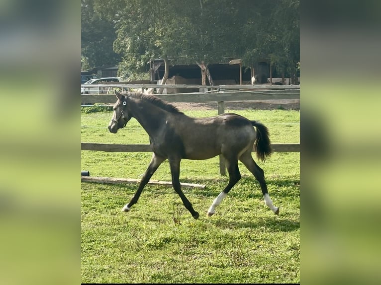 German Riding Pony Stallion Foal (04/2024) 14,1 hh Buckskin in Emmerthal