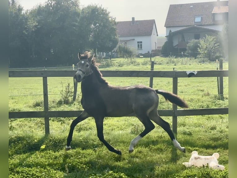 German Riding Pony Stallion Foal (04/2024) 14,1 hh Buckskin in Emmerthal