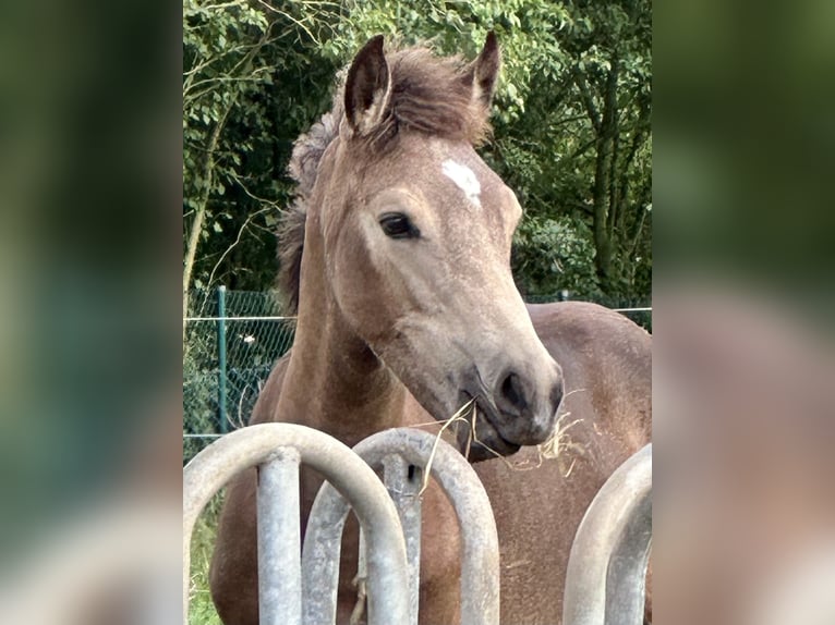 German Riding Pony Stallion Foal (04/2024) 14,1 hh Buckskin in Emmerthal