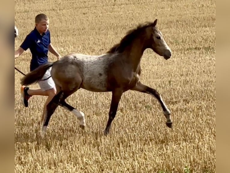 German Riding Pony Stallion Foal (04/2024) 14,1 hh Buckskin in Emmerthal