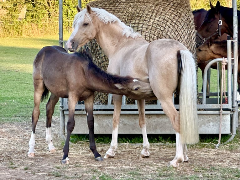 German Riding Pony Stallion Foal (04/2024) 14,1 hh Buckskin in Emmerthal