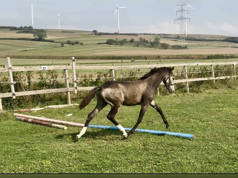 German Riding Pony Stallion Foal (04/2024) 14,1 hh Buckskin in Emmerthal