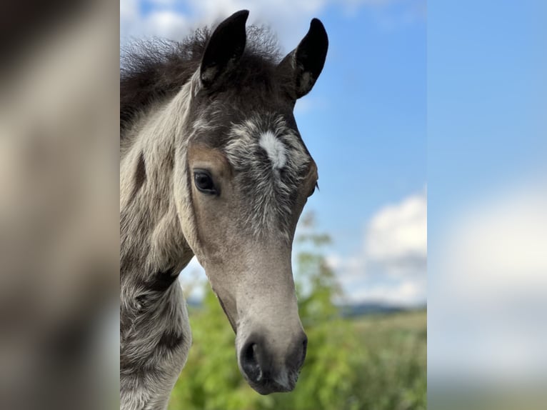 German Riding Pony Stallion Foal (04/2024) 14,1 hh Buckskin in Emmerthal