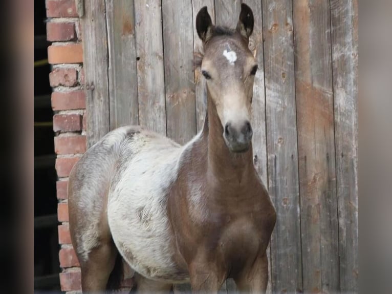 German Riding Pony Stallion Foal (04/2024) 14,1 hh Buckskin in Emmerthal