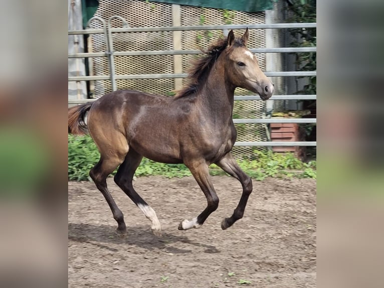 German Riding Pony Stallion Foal (04/2024) 14,1 hh Buckskin in Eydelstedt