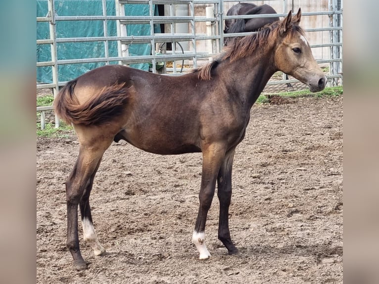 German Riding Pony Stallion Foal (04/2024) 14,1 hh Buckskin in Eydelstedt