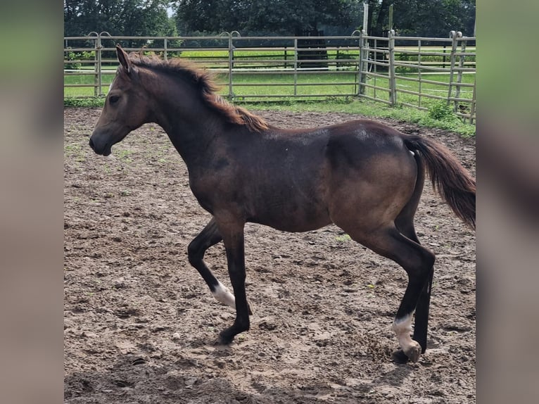 German Riding Pony Stallion Foal (04/2024) 14,1 hh Buckskin in Eydelstedt