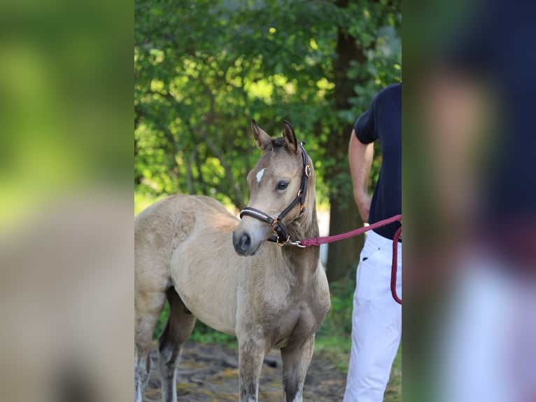 German Riding Pony Stallion Foal (04/2024) 14,1 hh Buckskin in Vilsbiburg